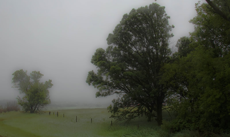 Tiger Hills Fog by MaryAnne Rocan